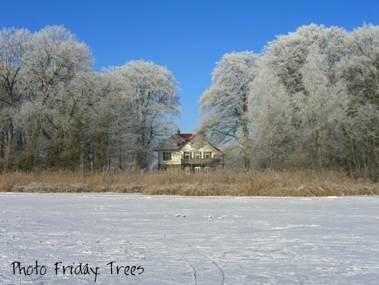 House in Winter Trees