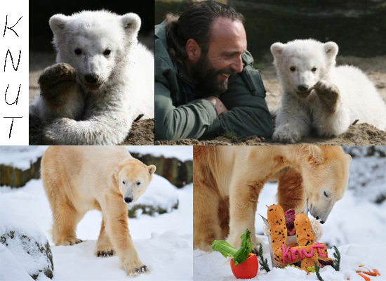 Knut collage