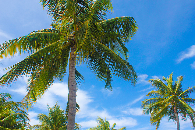 malediven palmboom